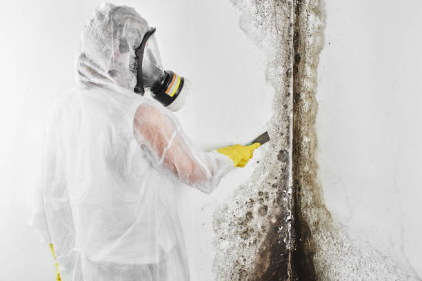 Best Basement Mold Remediation in Bay Village, OH