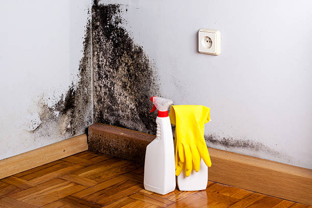 Mold Remediation for Specific Building Types